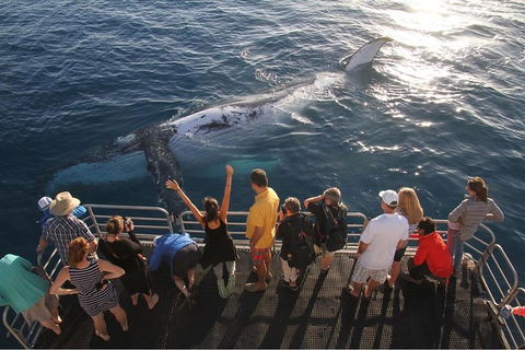 Hervey Bay Whale Watching Cruise - Accommodation BNB 6