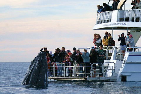 Hervey Bay Whale Watching Cruise - Accommodation BNB 4