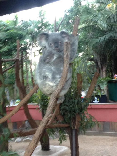 Hartley's Crocodile Adventures Day Trip From Cairns - Accommodation BNB 7