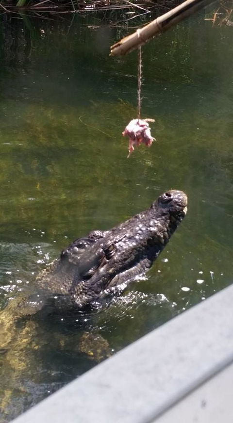 Hartley's Crocodile Adventures Day Trip From Cairns - Accommodation BNB 11