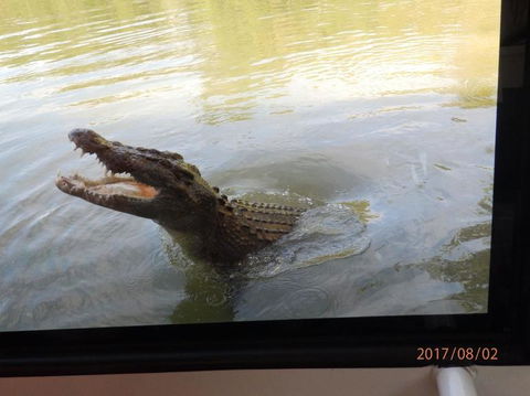 Hartley's Crocodile Adventures Day Trip From Cairns - Accommodation BNB 4