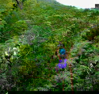 Tamborine Mountain Daily Service Treetop Challenge and Thunderbird Park - Accommodation BNB