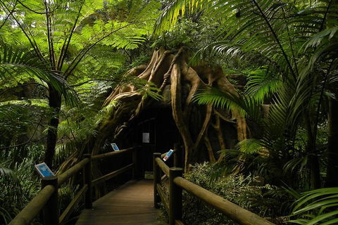 Tamborine Mountain Daily Service, Treetop Challenge And Thunderbird Park - Accommodation BNB 7