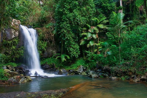 Tamborine Mountain Daily Service, Treetop Challenge And Thunderbird Park - Accommodation BNB 5