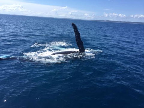 Three-Quarter Day Hervey Bay Premium Whale Watching Cruise - Accommodation BNB 7