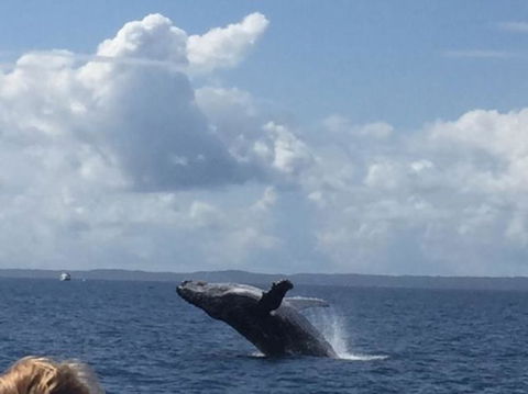 Three-Quarter Day Hervey Bay Premium Whale Watching Cruise - Accommodation BNB 4