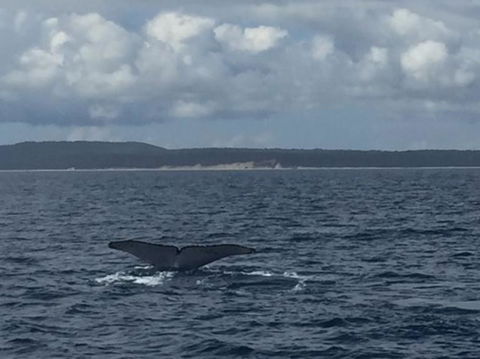 Three-Quarter Day Hervey Bay Premium Whale Watching Cruise - Accommodation BNB 5