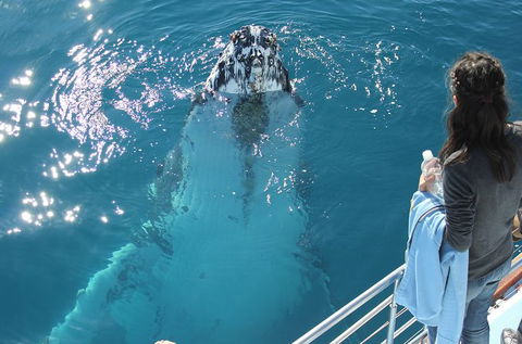 Three-Quarter Day Hervey Bay Premium Whale Watching Cruise - Accommodation BNB 0