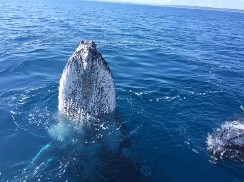 Three-Quarter Day Hervey Bay Premium Whale Watching Cruise - Accommodation BNB 8