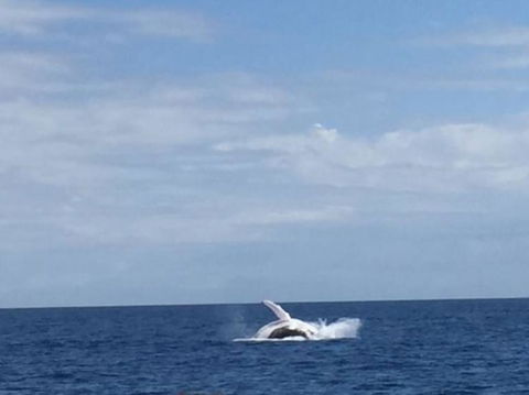 Three-Quarter Day Hervey Bay Premium Whale Watching Cruise - Accommodation BNB 2
