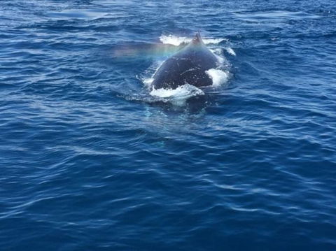Three-Quarter Day Hervey Bay Premium Whale Watching Cruise - Accommodation BNB 6