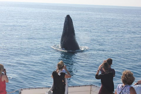 Three-Quarter Day Hervey Bay Premium Whale Watching Cruise - Accommodation BNB 1