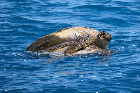 Three-Quarter Day Hervey Bay Premium Whale Watching Cruise - Accommodation BNB 19
