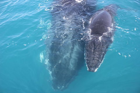 Three-Quarter Day Hervey Bay Premium Whale Watching Cruise - Accommodation BNB 15