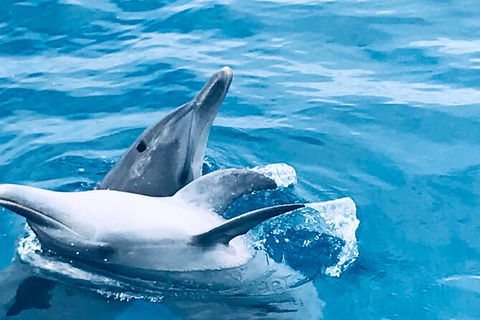 Three-Quarter Day Hervey Bay Premium Whale Watching Cruise - Accommodation BNB 17