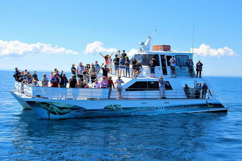 Three-Quarter Day Hervey Bay Premium Whale Watching Cruise - Accommodation BNB 11
