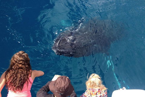 Three-Quarter Day Hervey Bay Premium Whale Watching Cruise - Accommodation BNB 18