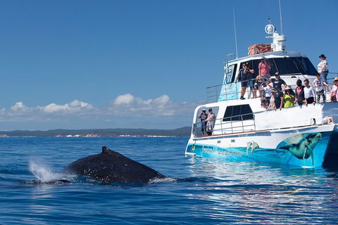 Three-Quarter Day Hervey Bay Premium Whale Watching Cruise - Accommodation BNB 9