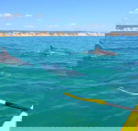 Half-Day Kayak with Dolphins and 4WD Beach Drive from Rainbow Beach - Accommodation BNB