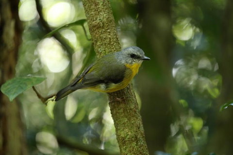 O'Reilly's Lamington National Park And Treetop Canopy Tour - Accommodation BNB 3