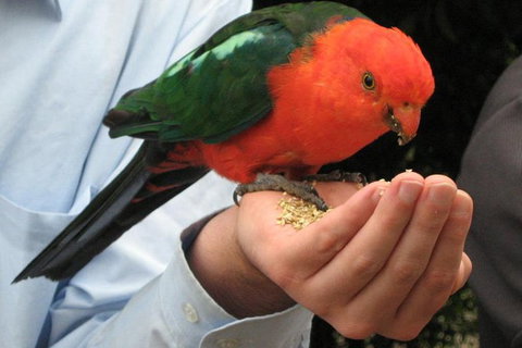 O'Reilly's Lamington National Park And Treetop Canopy Tour - Accommodation BNB 1