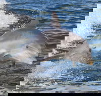 Noosa Oceanrider Scenic Dolphin Safari - Accommodation BNB