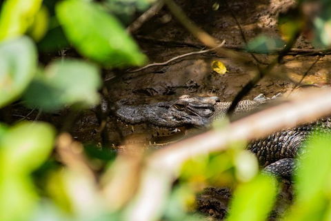 Cape Tribulation Day Tour - Accommodation BNB 9