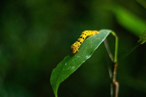 Cape Tribulation Day Tour - Accommodation BNB 3