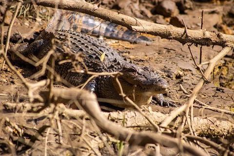 Cape Tribulation Day Tour - Accommodation BNB 6