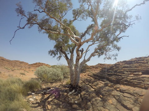 Kings Canyon Day Trip From Ayers Rock - Accommodation BNB 3