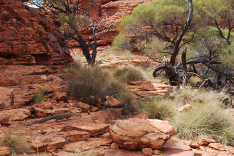 Kings Canyon Day Trip From Ayers Rock - Accommodation BNB 24