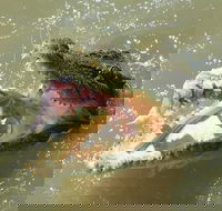 Darwin Jumping Crocodiles Cruise on Adelaide River - Accommodation BNB