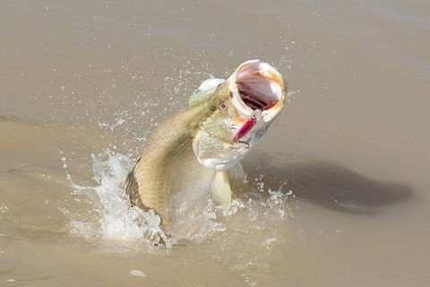 Multi-Day Fishing Safari From Darwin Staying Aboard A Mother Ship - Accommodation BNB 8
