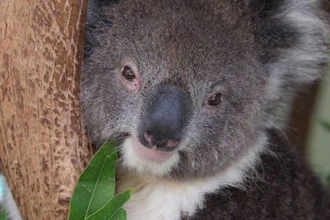 All Inclusive Blue Mountains Small-Group Day Trip From Sydney - Accommodation BNB 1