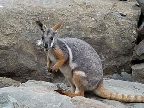 All Inclusive Blue Mountains Small-Group Day Trip From Sydney - Accommodation BNB 4