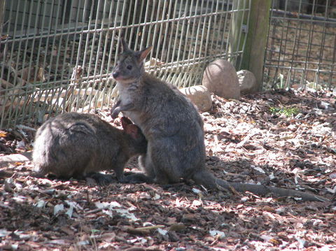 All Inclusive Blue Mountains Small-Group Day Trip From Sydney - Accommodation BNB 19