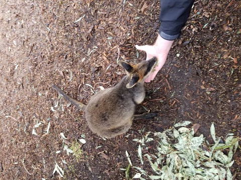 All Inclusive Blue Mountains Small-Group Day Trip From Sydney - Accommodation BNB 21