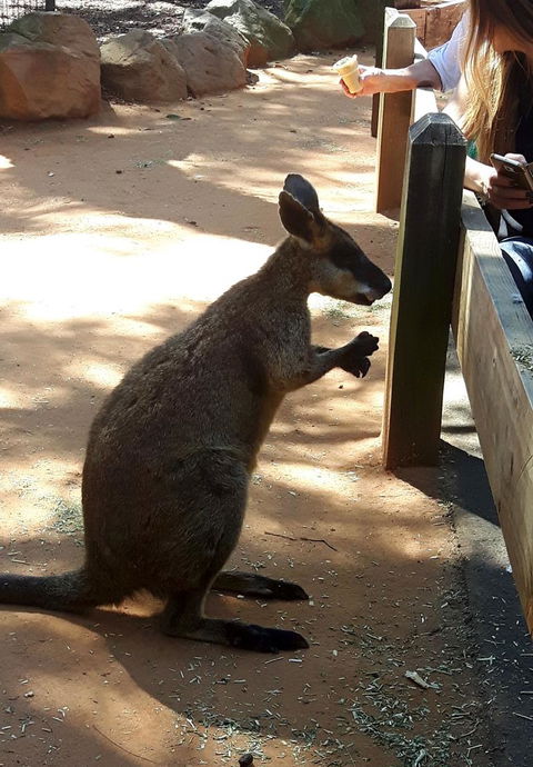 All Inclusive Blue Mountains Small-Group Day Trip From Sydney - Accommodation BNB 25