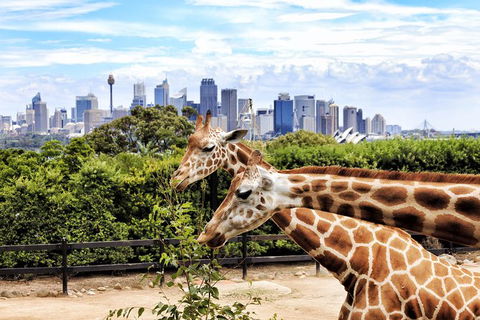 Go Sydney Explorer Pass With Hop-on Hop-Off Bus, Taronga Zoo And More - Accommodation BNB 5