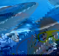Shark Dive Xtreme at SEA LIFE Sydney Aquarium - Accommodation BNB