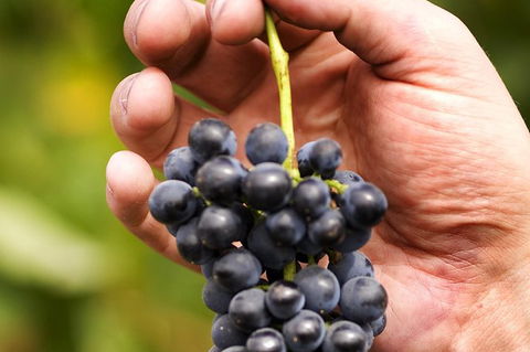 Scenic Hunter Valley Winery Tour With Boutique Wineries & Local Cheese - Accommodation BNB 5