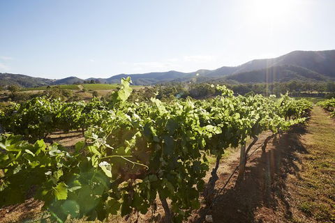 Scenic Hunter Valley Winery Tour With Boutique Wineries & Local Cheese - Accommodation BNB 6