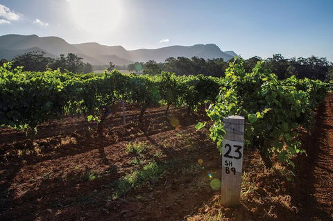 Scenic Hunter Valley Winery Tour With Boutique Wineries & Local Cheese - Accommodation BNB 9
