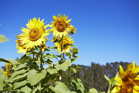 Scenic Hunter Valley Winery Tour With Boutique Wineries & Local Cheese - Accommodation BNB 11