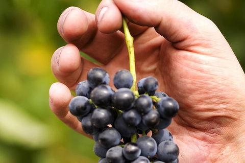 Scenic Hunter Valley Winery Tour With Boutique Wineries & Local Cheese - Accommodation BNB 8