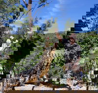 Private Shoalhaven Zoo Experience from Sydney - Accommodation BNB