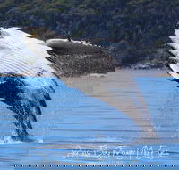 Whale Watching Jervis Bay - Accommodation BNB