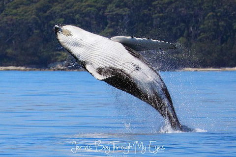 Whale Watching Jervis Bay - Accommodation BNB 0