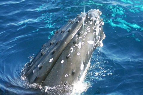 Whale Watching Jervis Bay - Accommodation BNB 3