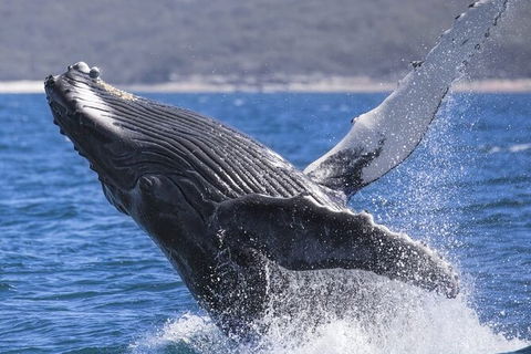 Whale Watching Jervis Bay - Accommodation BNB 2